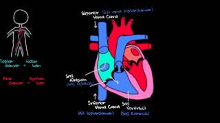 Kalp ve Kan Dolaşımı Sağlık ve Tıp Dolaşım Sistemi Fizyolojisi [upl. by Lleddaw]
