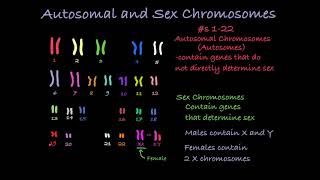 Reading Karyotypes [upl. by Odlawso]