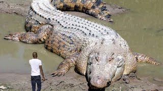 10 Largest Reptiles in the World Crocodiles and Turtles [upl. by Adeirf]