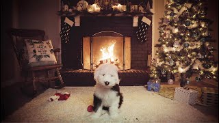 Yule Log Crackling Fire  Sheepdog Puppy 4K UHD [upl. by Rip]