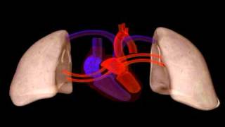 Heart Structure  Biology  Anatomy [upl. by Legnaros]