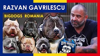 One of the most beautiful Kennel in the World American Bully Kennel  Big Dogs Romania [upl. by Alidia]