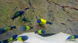 The BEST African Cichlid Breeder Tour [upl. by Layney]