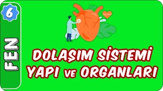 Dolaşım Sistemi Yapı ve Organları  6 Sınıf Fen evokul Kampı [upl. by Oringas360]