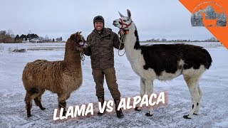 LLAMA VS ALPACA  Ep72  Llama Life [upl. by Carina]