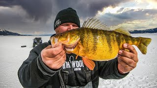 Ice Fishing the BIGGEST PERCH In North America [upl. by Elvira]