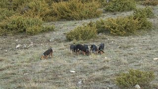 Addestramento segugi su lepre quotSeguita incalzantequot Training Hounds quotFollowing Fastquot [upl. by Cestar194]