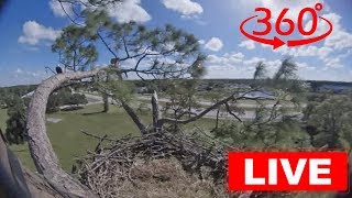 Southwest Florida Eagle Cam  360 [upl. by Llaccm]