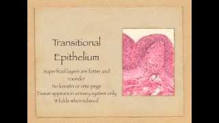 Epithelial Tissue [upl. by Otrebile307]