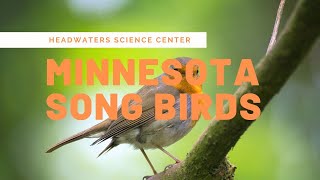 Minnesota Bird Calls [upl. by Yeslah]