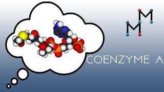 Coenzyme A Chemistry [upl. by Atirys]