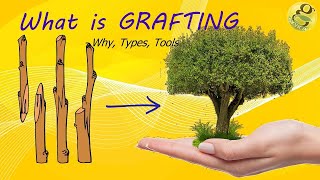 What is Grafting  MethodsTechniquesBenefits of Grafting  Grafting Tools [upl. by Rickey164]