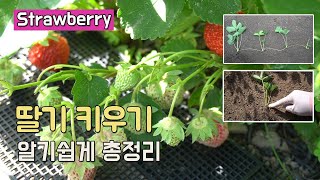 딸기 키우기 알기 쉽게 총정리 물주기 모종 심는방법 번식요령 등 How To Grow Strawberries [upl. by Jasmine747]