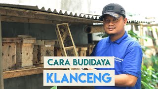 CARA BUDIDAYA KLANCENG MADU SKALA RUMAHAN [upl. by Pfister]