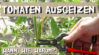 Tomaten ausgeizen  einfach aber wichtig [upl. by Drislane]