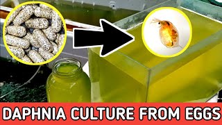 HOW TO HATCH DAPHNIA EGGS  HOW TO CULTURE DAPHNIA [upl. by Jannelle248]