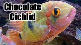 Chocolate Cichlid  Care Guide amp Species Profile [upl. by Lingwood]