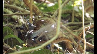 Lyrebird goes crazy mimicking [upl. by Lust]