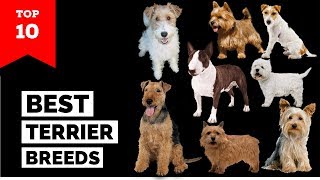 Terrier Breeds – Top 10 Popular Terrier Dogs [upl. by Katzman839]