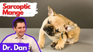 Sarcoptic Mange Scabies in the dog Dr Dan explains [upl. by Eardnaed]