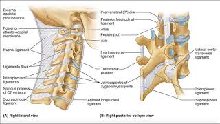 Ligaments of the Hip [upl. by Busiek]