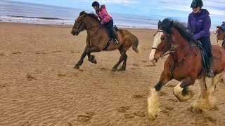 Cumbrian Heavy Horses Beach Ride By Drone amp GoPro HD [upl. by Hanschen377]