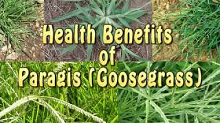 Health Benefits of Paragis Goosegrass [upl. by My]