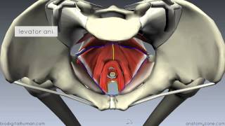 Pelvic Floor Part 1  The Pelvic Diaphragm  3D Anatomy Tutorial [upl. by Meghan]