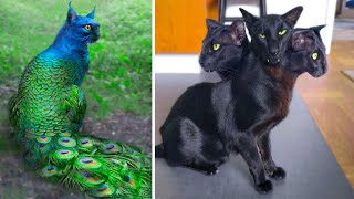 15 Abnormally Strange Cats That Actually Exist [upl. by Mariande]