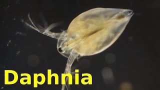 Daphnia [upl. by Kcerred127]