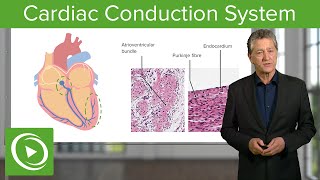 Cardiac Conduction System – Histology  Lecturio [upl. by Laurence]