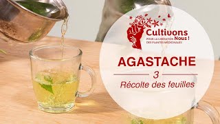 III Récoltes Utilisations et Posologies de l’Agastache rugosa  CultivonsNous  3 [upl. by Ahseer]