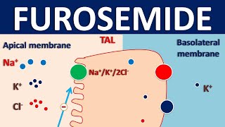 Furosemide  Mechanism side effects interactions and indications [upl. by Anale]