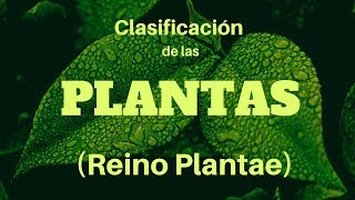 CLASIFICACIÓN DE LAS PLANTAS Reino Plantae [upl. by Armillia818]