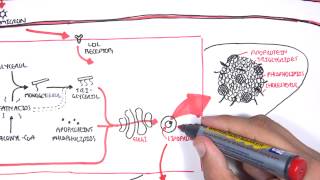 Physiology of Lipoproteins Cholesterol [upl. by Douty]