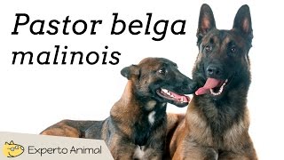 Pastor belga malinois  Características y adiestramiento [upl. by Dorris]