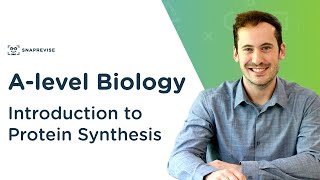 Introduction to Protein Synthesis  Alevel Biology  OCR AQA Edexcel [upl. by Ahse35]