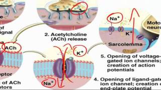 ExcitationContraction Coupling [upl. by Dedric132]