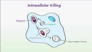 Phagocytosis [upl. by Retsae836]