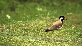 Redwattled Lapwing Vanellus indicus [upl. by Dearr]