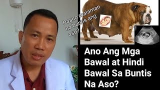 Paano Malaman Na Buntis Ang Aso  Ano Ang Bawal At Hindi Bawal Sa Buntis Na Aso [upl. by Nicoline]