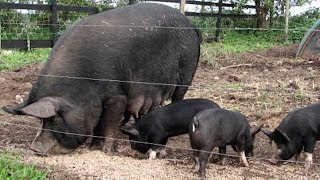 Berkshire Pigs  Kobe Beef Of Pork [upl. by Crandall]