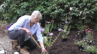 How to plant a herbaceous border [upl. by Seavir]