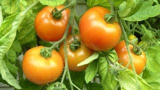 Tomaten ganz leicht selber anbauen [upl. by Sarina]