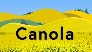 Canola Explained [upl. by Rubin]