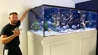 MASSIVE 600 GALLON CENTRAL AMERICAN CICHLID TANK [upl. by Mary]