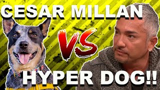 Cesar Millan vs HYPER DOG Stop Dog Lunging [upl. by Akitahs]