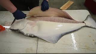 How to Fillet a Halibut EASY METHOD  KastKing [upl. by Pennebaker]