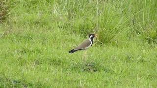 Red Wattled Lapwing birds [upl. by Sitto785]