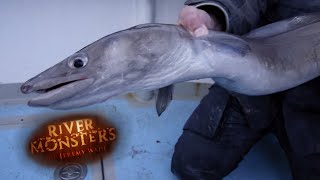 Catching A Lively Conger Eel In Southern England  EEL  River Monsters [upl. by Nuahsak]